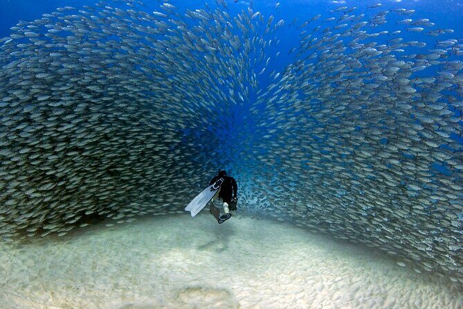 Kealakekua Bay Captain Cook Snorkeling - What to Expect: A Detailed Breakdown