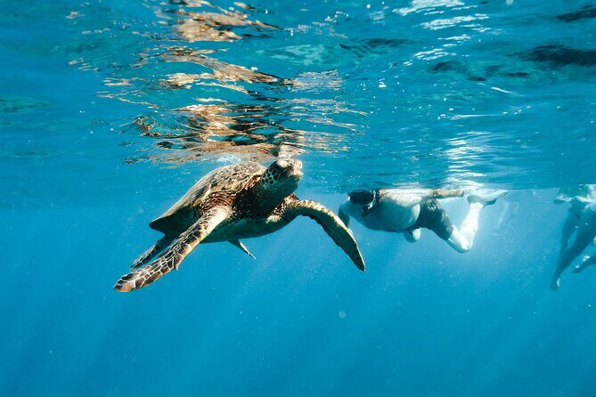 Kealakekua Bay Snorkel & Dolphin Watch In Kona - The Sum Up