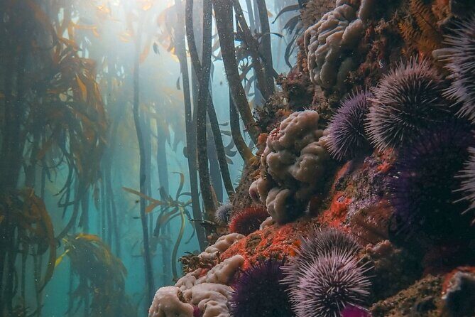 Kelp Forest Snorkeling in Cape Town - Who Will Love This Tour?