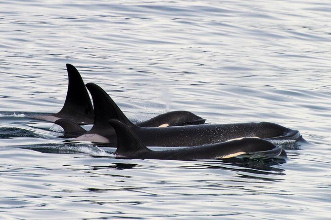 Kenai Fjords Orca Quest Cruise - Analyzing the Value