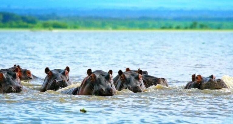 Kenya: 10-Day Wildlife and Cultural Safari - Who Is This Tour Best For?
