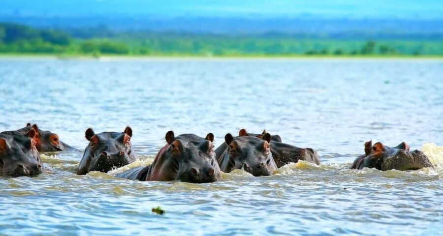 Kenya: 10-Day Wildlife and Cultural Safari - Who Is This Tour Best For?