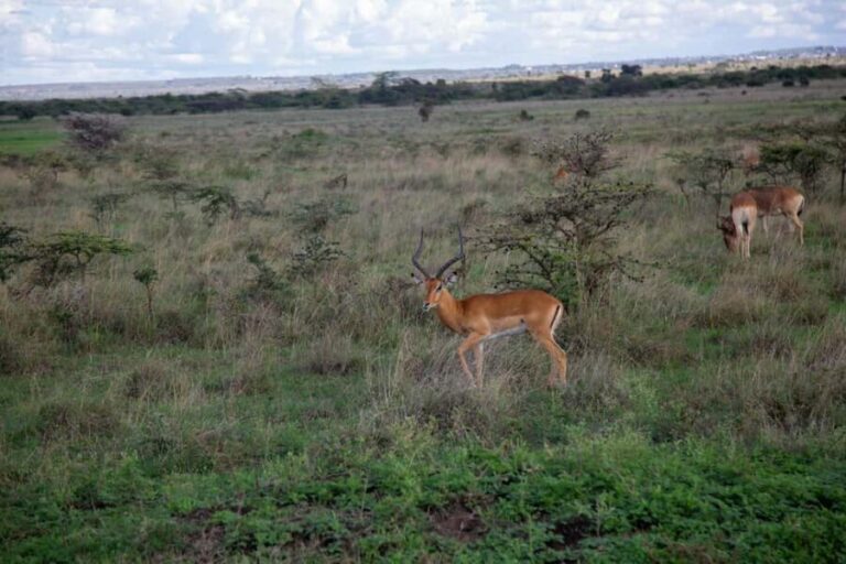 Kenya: 5-Day Road Trip to Lake Victoria from Nairobi - Who Will Love This Trip?