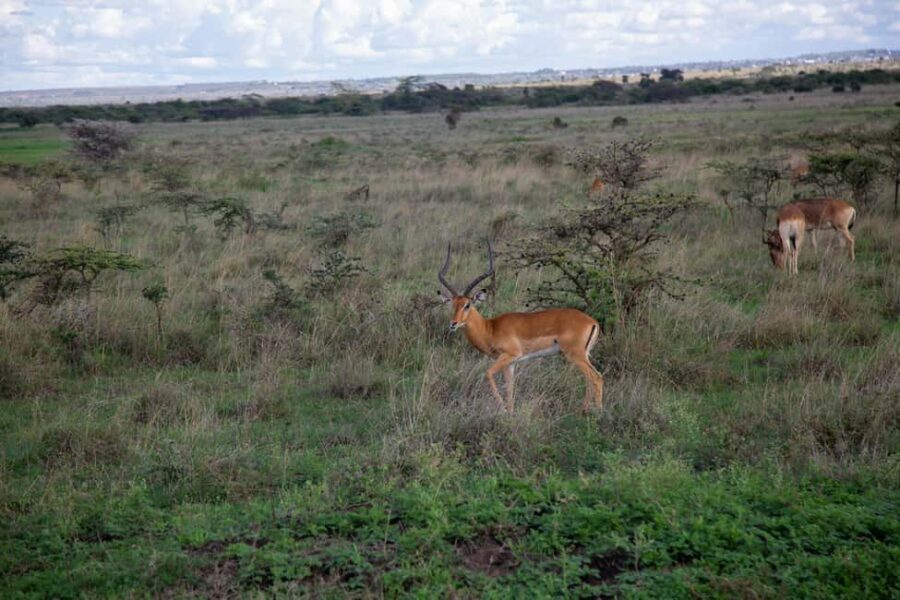 Kenya: 5-Day Road Trip to Lake Victoria from Nairobi - Who Will Love This Trip?