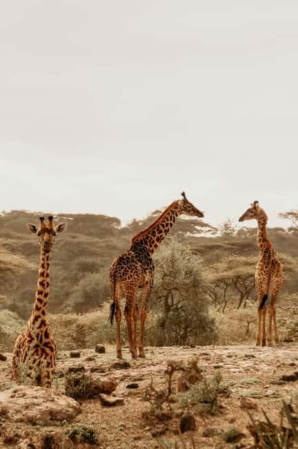 Kenya: 5-Day Safari to Ol Pejeta, Masai Mara, and Nakuru - What’s Included and What to Consider