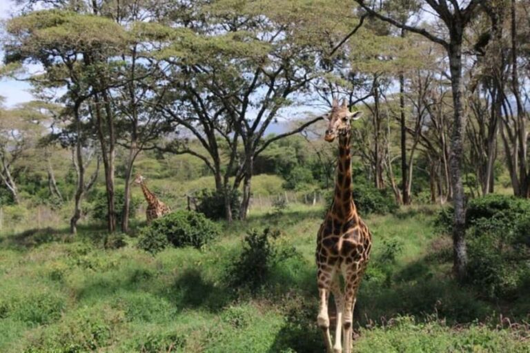 Kenya: 7-Day Big 5 Safari Tour from Nairobi - Why This Tour Offers Good Value