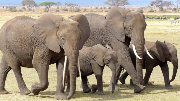 Kenya: Fly-In Safari to Amboseli from Mombasa Port 2-Day - Itinerary Breakdown: What To Expect Day by Day