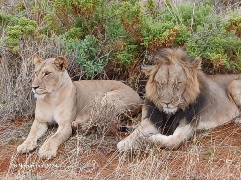 Kenya: Private Safari Guide and 4x4 Vehicle Rental - The experience provider and booking info