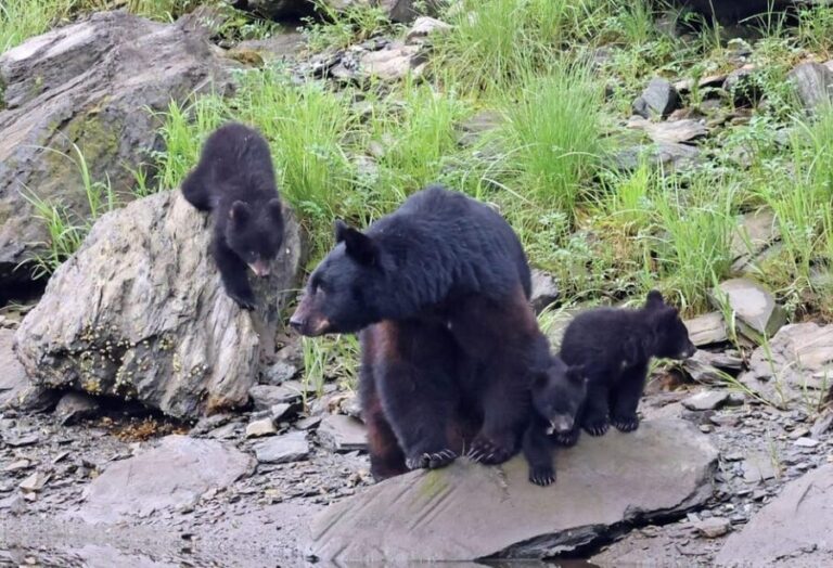 Ketchikan: Alaska Native Cultural and Scenic Shore Excursion - The Value and Practicalities