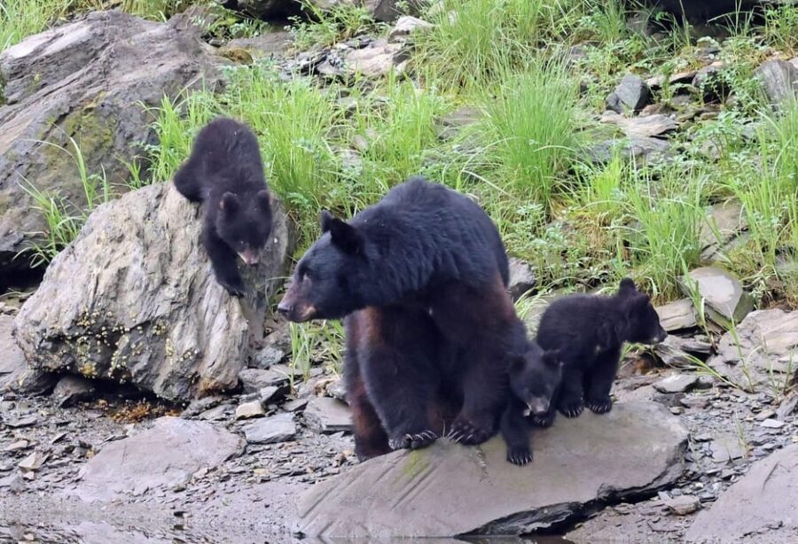 Ketchikan: Alaska Native Cultural and Scenic Shore Excursion - The Value and Practicalities