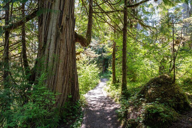 Ketchikan Magical Old-Growth Creek Trek Guided Tour - Final Thoughts