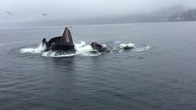 Ketchikan: Marine Wildlife and Whale Watching Boat Tour - The Itinerary: What’s on the Schedule?