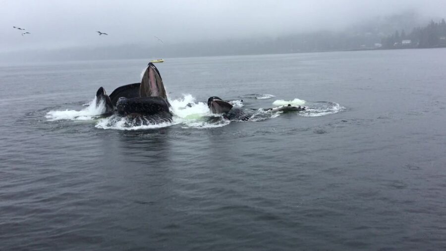 Ketchikan: Marine Wildlife and Whale Watching Boat Tour - The Itinerary: What’s on the Schedule?