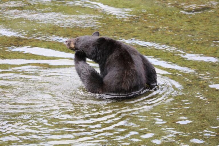 Ketchikan: Potlatch Park, City and Wildlife Private Van Tour - Is the Price Worth It?