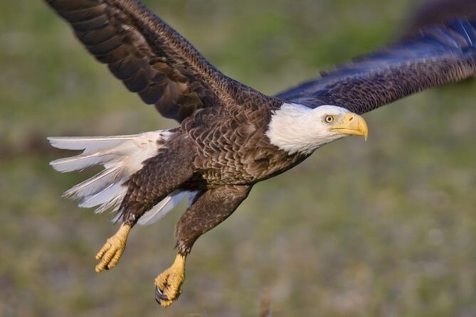 Ketchikan Rainforest Sanctuary and Totem Park - FAQs