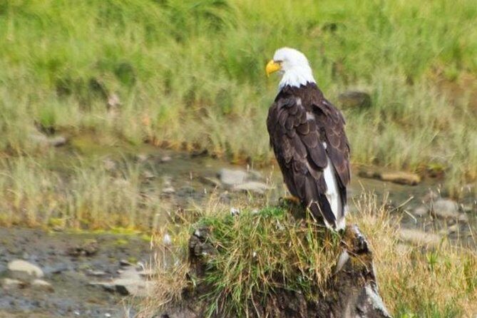 Ketchikan Shore Excursion: Eagle Sanctuary and Rainforest Wildlife Center - Who Will Love This Tour?