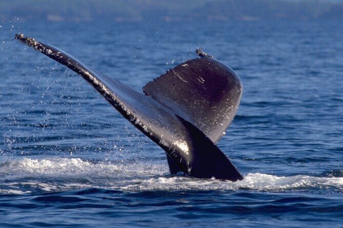 Ketchikan Ultimate Whale Watching, Wildlife, & Wilderness Dining - Itinerary Breakdown