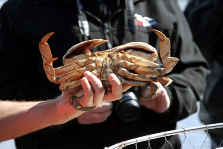 Ketchikan: Wilderness Boat Cruise and Crab Feast Lunch - The Value of the Experience