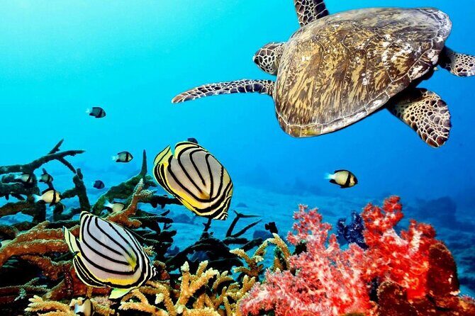 Key Largo Coral Reef Park and Sunset Celebration - FAQs