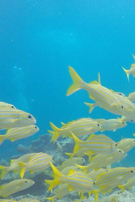 Key Largo: Discover Scuba Diving Experience - Small Group, Personal Attention