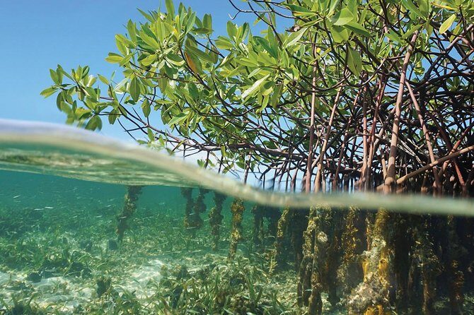 Key Largo Mangrove Private Eco-Tours - The Experience: What You Can Expect