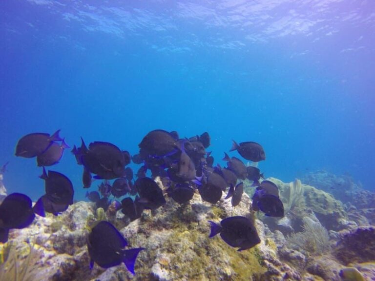 Key Largo: Scuba Refresher Course - Why Choose This Tour?