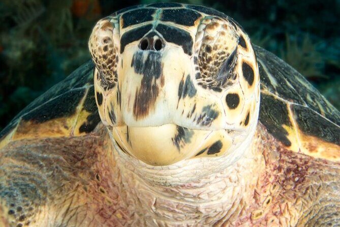 Key Largo Scuba Trip, 2 Location - 65 Min Per Site - Who Will Love This Trip?