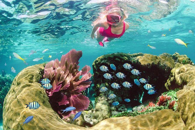Key Largo Snorkeling Tour - rental mask, fins and vest INCLUDED - What You Can Expect in the Water