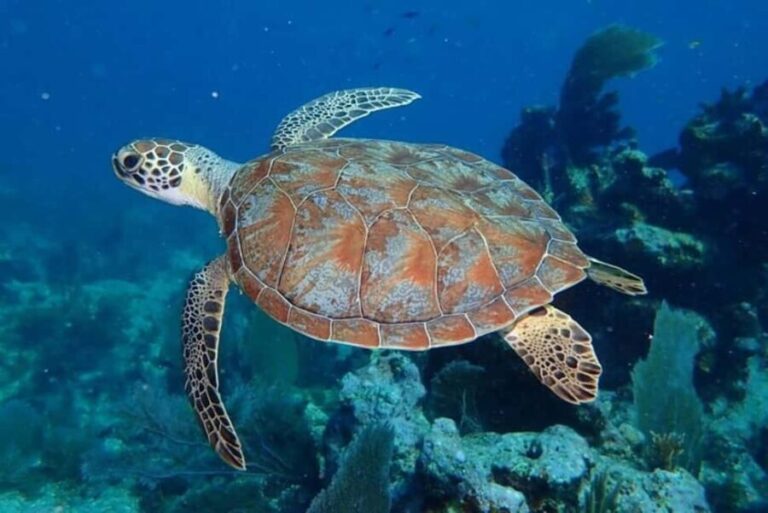 Key Largo: Snorkeling Trip - The Value and Who Will Love This Tour