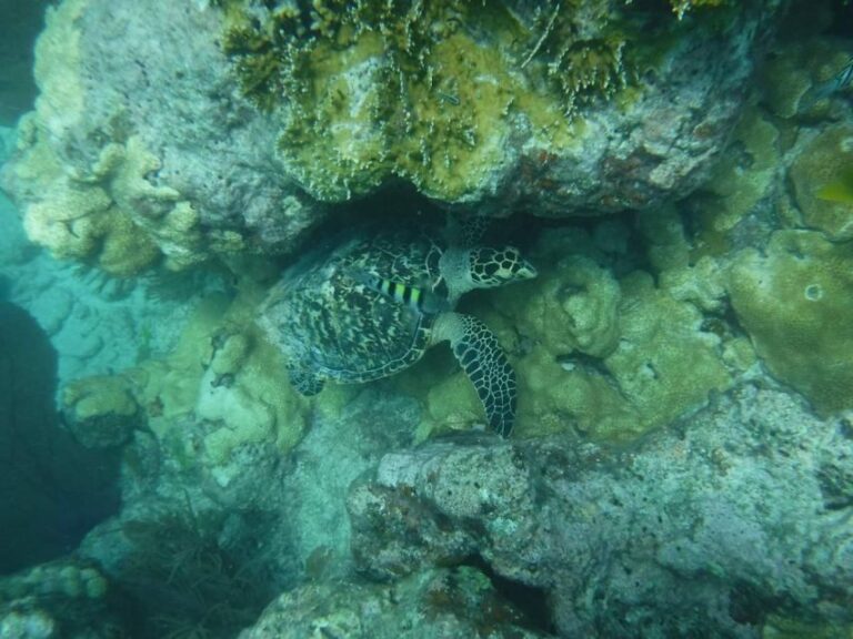 Key West: 3-Hour Afternoon Reef Snorkel with Drinks - Practical Tips for Travelers