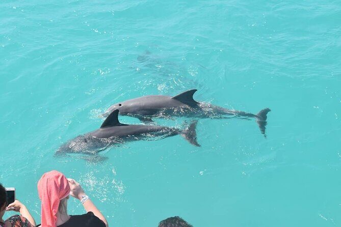 Key West: Dolphin Watching cruise & Snorkeling unlimited beer & soda - Authentic Experiences and Traveler Insights
