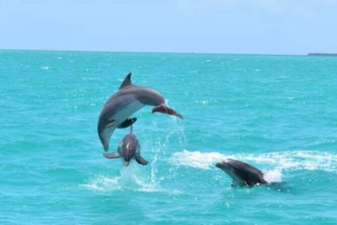 Key West's Favorite Afternoon Dolphin Sail - Why the Reviews Speak Volumes