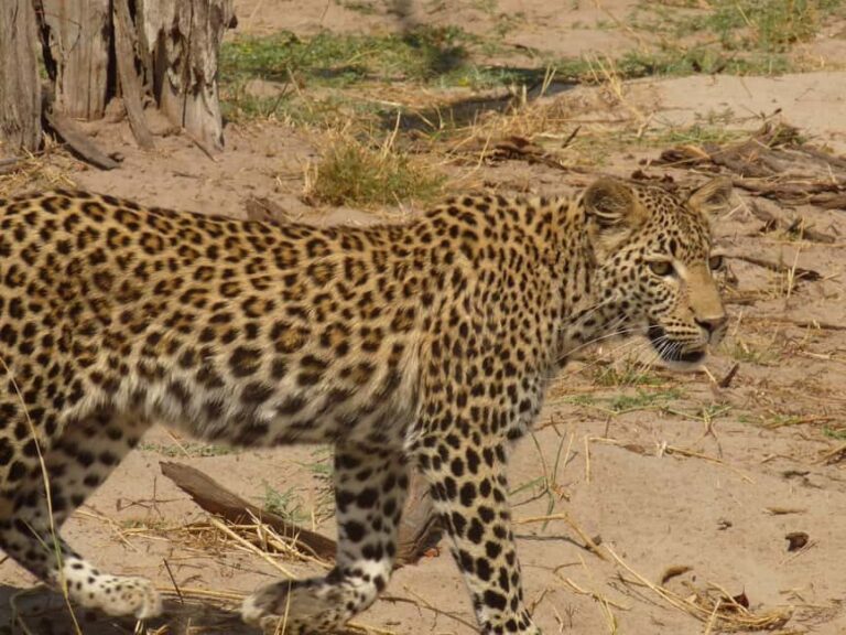 Khwai & Moremi: Safari tour with game drives & boat cruise - Exploring the Itinerary: What to Expect