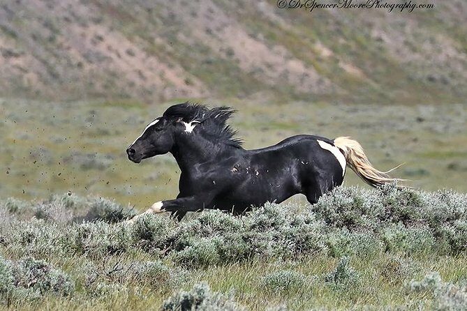 Kicking Red Canyon Wild Mustang Bus Tour Deals 8am Daily - The Value of Guided Education and Personal Touches