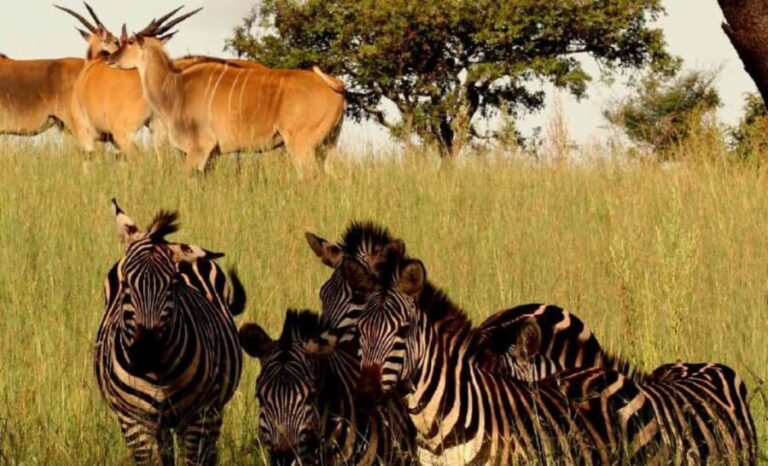 Kigali: 3-Day Akagera National Park Safari with Boat Cruise - Who Should Consider This Safari?