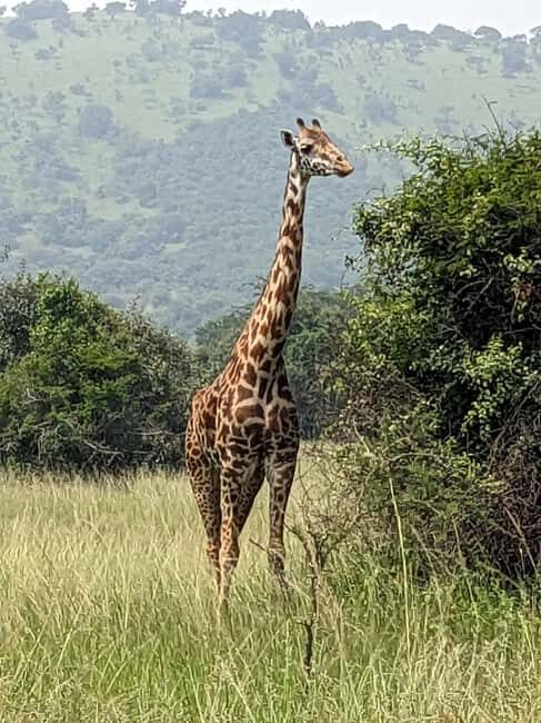 Kigali: Akagera National Park Full-Day Safari - Final Thoughts on Value and Suitability