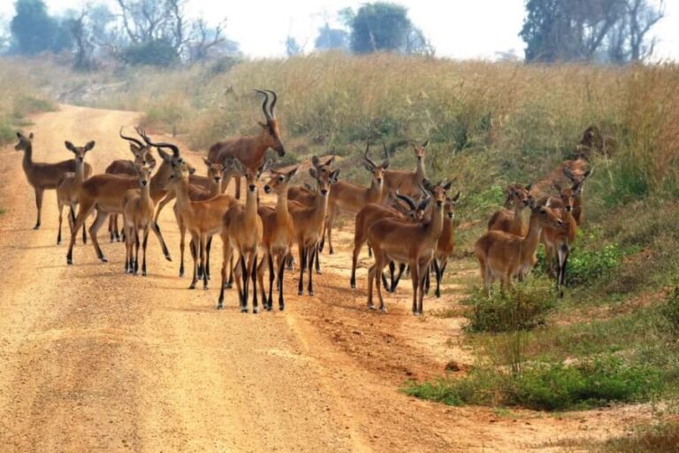 Kigali: Akagera National Park Safari Day Trip - FAQ