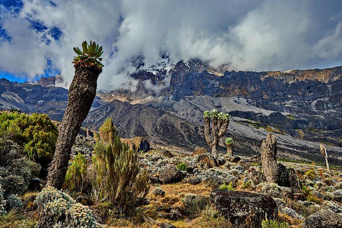 Kilimanjaro climb by Lemosho Route (7-day) - Is this climb worth the investment?
