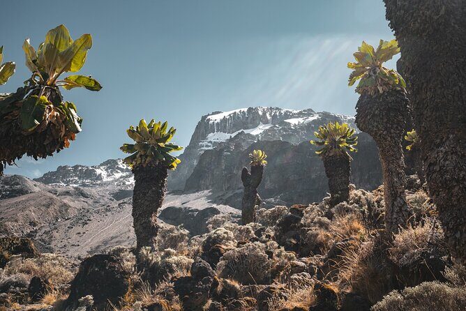 Kilimanjaro climb, Machame Route (7-day) - The Itinerary in Detail