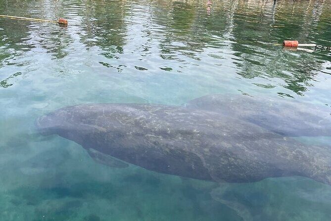 Kings Bay Manatee Watching Cruise - The Itinerary