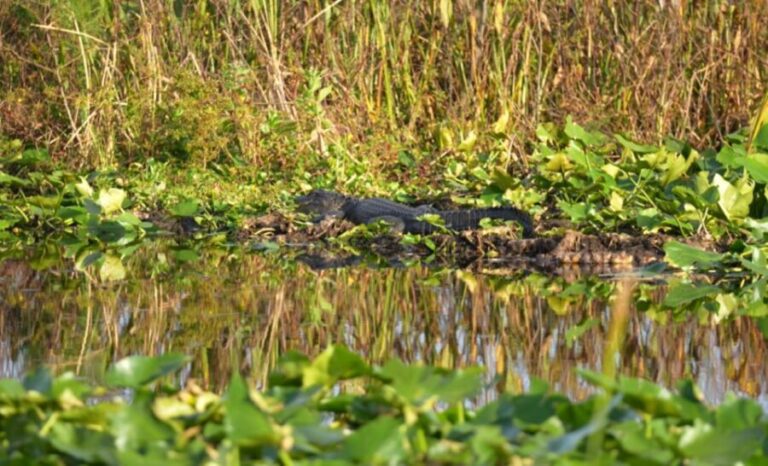 Kissimmee: 1 Hour Florida Everglades Pontoon Boat Tour - Wildlife and Nature