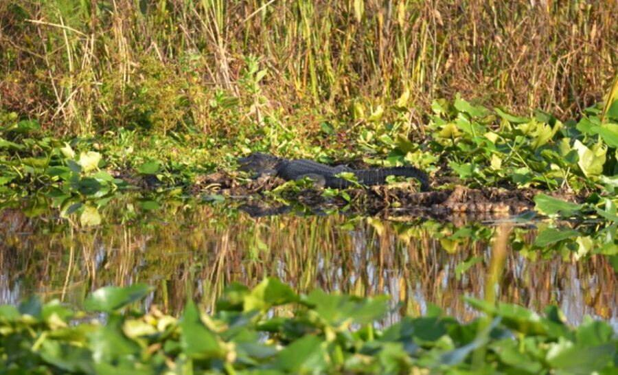 Kissimmee: 1 Hour Florida Everglades Pontoon Boat Tour