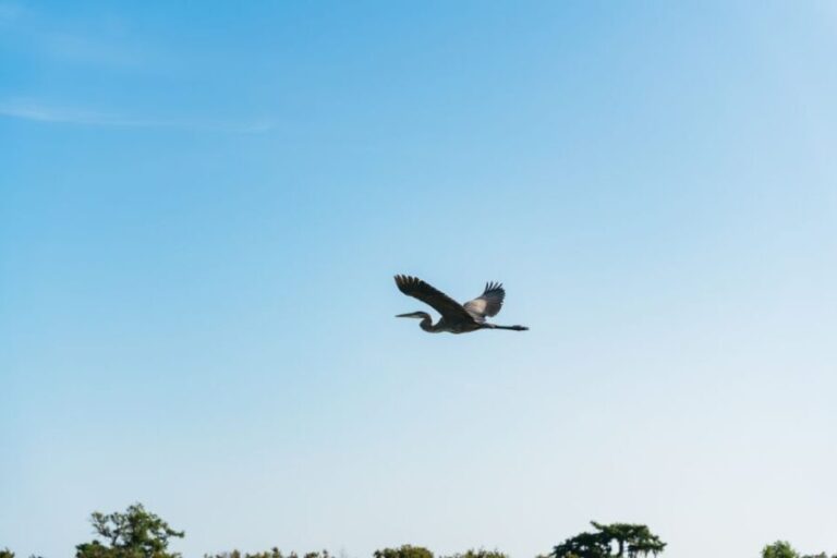 Kissimmee: Everglades Airboat Adventure Tour - What to Expect on the Tour
