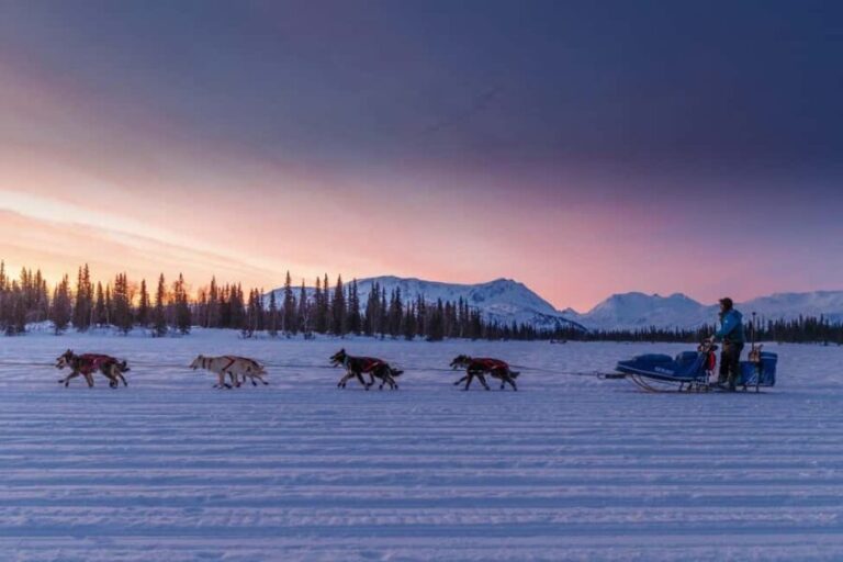 Knik: Winter Dog Sledding Tour - Riding or Driving