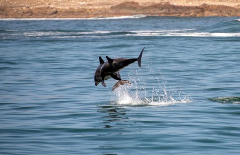 Knysna: Marine Life & Garden Route Coastline Tour - Who Will Love This Experience?