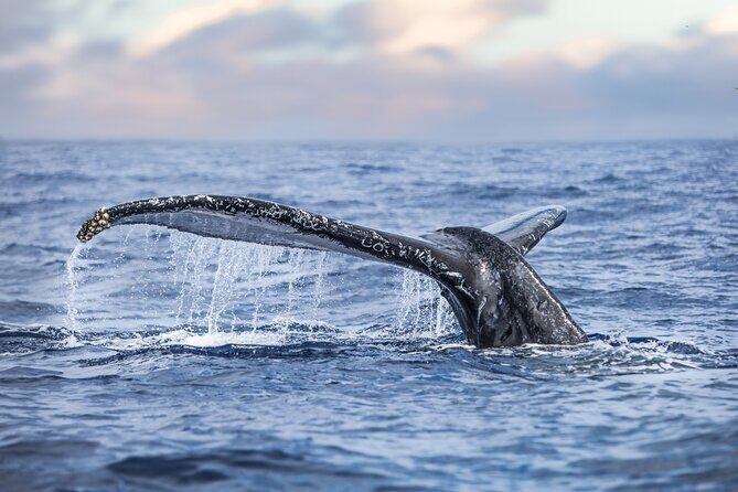 Kohola Whale Watching Excursion - The Value of an Intimate Experience