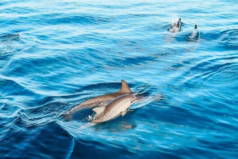 Kona Afternoon Dolphin Watch & Snorkel on the Big Isand - Authentic Experiences: What Travelers Say
