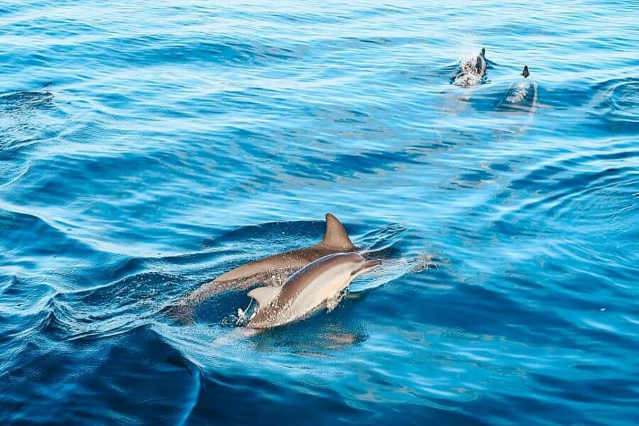 Kona Afternoon Dolphin Watch & Snorkel on the Big Isand