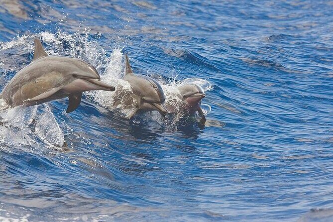 Kona Coastline Escape: Sail with Dolphins & Turtles on Honi Olani - Price and Value: Does It Match the Experience?