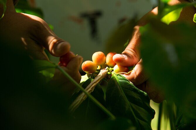 Kona Coffee Tasting: A Farm to Cup Experience - Who Would Love This Tour?